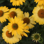 Set 3 Yellow Coneflower Echinacea Plants Rooted, 3 to 5 Inch, Perennial Flower Outdoor Garden