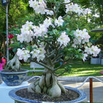 Adenium Desert Rose Plant Live, Desert Rose Live Plant, 4 to 6 Inc Tall (White)
