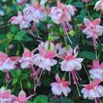 4 Fuchsia Plants Live, Pink Flower Plant, 4 to 7 Inches Tall, 4 Inc Potted