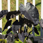 Black Elephant Ear Plants, Rare Colocasia Plant Live, Perennial Esculenta Taro Alocasia 4-8 Inch Tall, Indoor Outdoor Garden