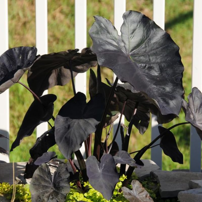 Black Elephant Ear Plants, Rare Colocasia Plant Live, Perennial Esculenta Taro Alocasia 4-8 Inch Tall, Indoor Outdoor Garden