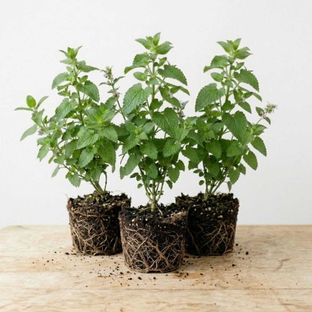 Pack of 3 Catnip Mint Live Plants, 3-6 Inches Tall, Catnip Herb Starters for Garden Beds and Containers, No Pot