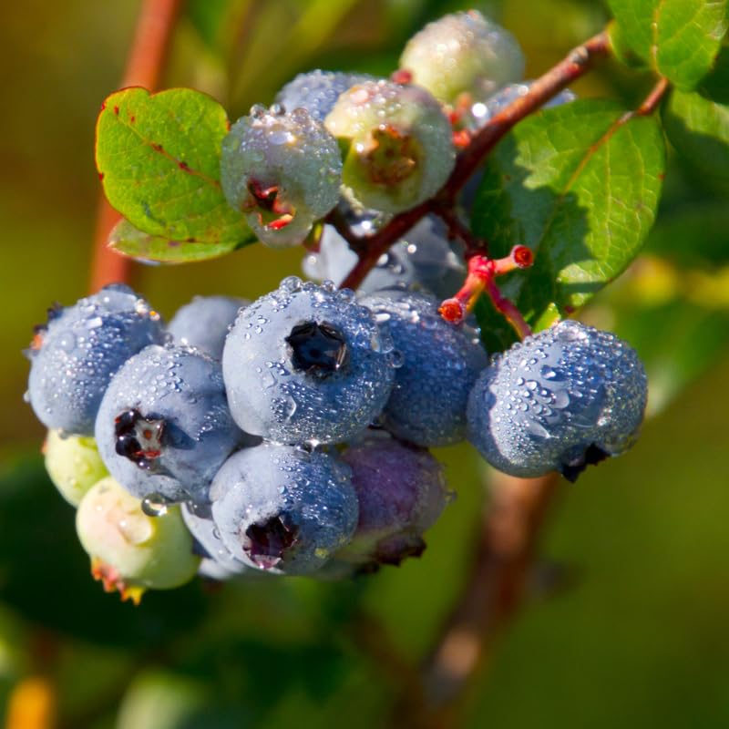 Pack 2 Blueberry Bush Live Plants, 1 Year Old, Blueberry Plants Live, Sweet Blueberries Fruit (Northern Blueberry)