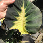 Combo 3 Yellow Green Colocasia Live Plants, Elephant Ear Esculenta Taro, 5 to 8" in Tall, Alocasia Live Plant for Planting, Live Houseplant Colocasia Plant