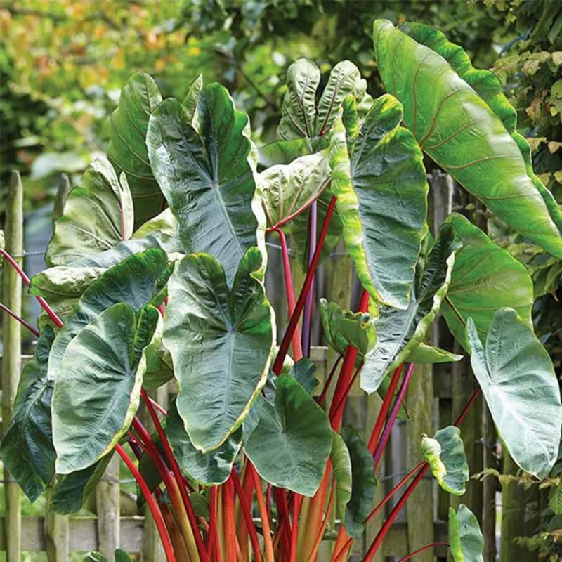 Combo 3 Red Stems Colocasia Live Plants, Elephant Ear Esculenta Taro, 5 to 8" in Tall, Alocasia Live Plant for Planting, Live Houseplant Colocasia Plant