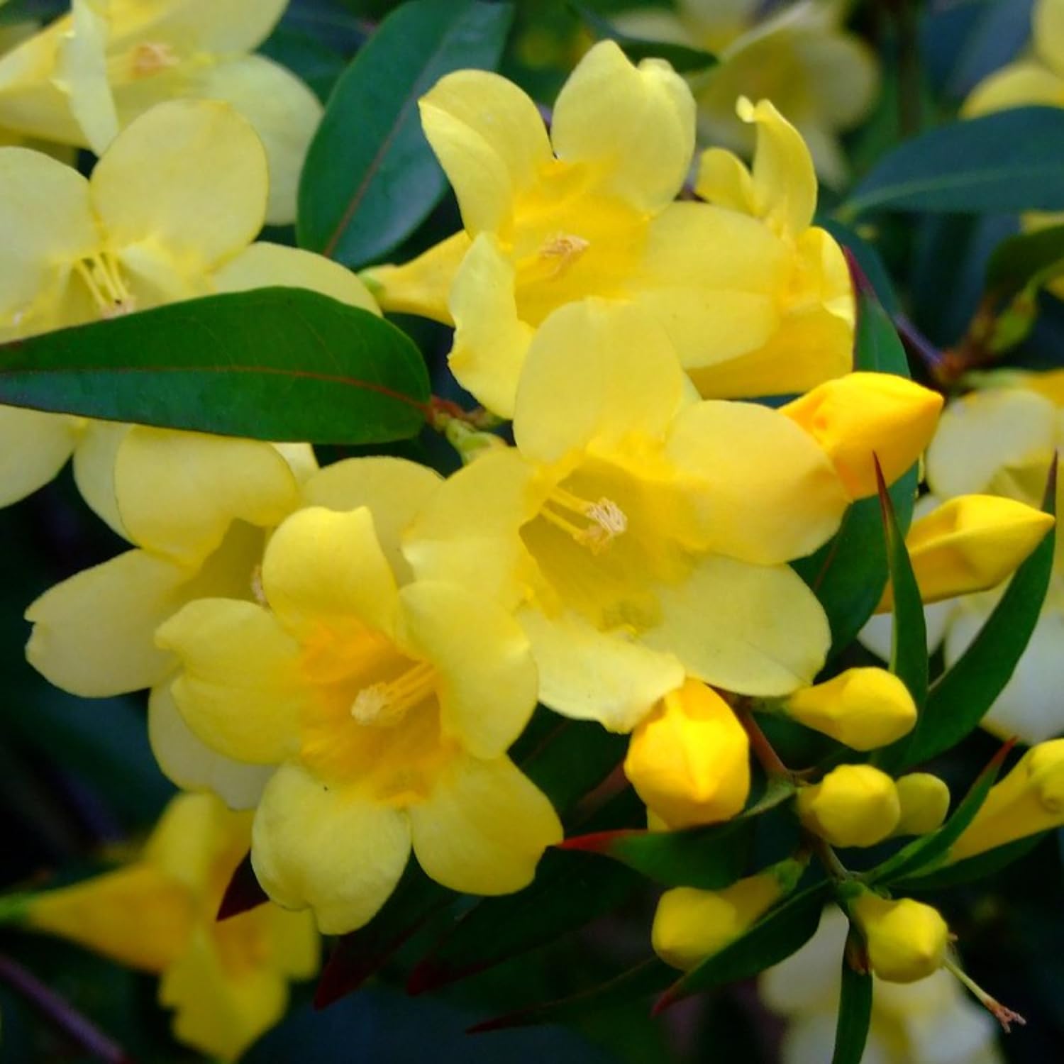 Jasmine Plant Live, Yellow Jasmine Live Plant Between 5 and 7 Inc Tall Outdoor Planting Indoor