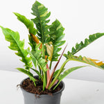 Philodendron Plant Live, Rare Variegated Philodendron Houseplant for Planting, Home Office Decor 4 to 8 Inches (Orange Green)