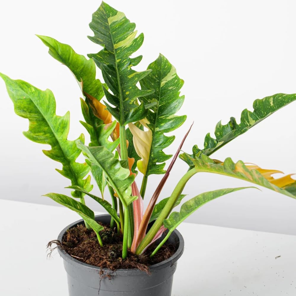 Variegated Philodendron Live Plant 4-8 Inches, Rare Indoor Houseplants for Container Growing (Fire Philodendron)