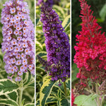 AVERAR 3 Buddleia Butterfly Bush Live Plant Ready to Plant Outdoor, Random Blooms, Starter 5 to 9 Inches Tall, Cold Hardy and Fragrant, Zones 5-9