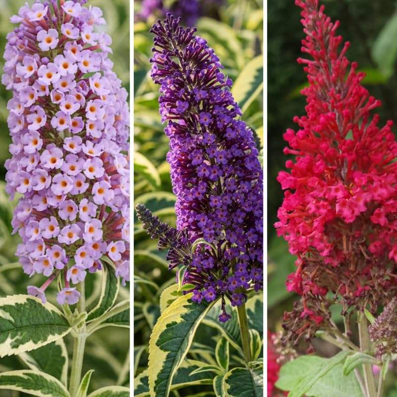 AVERAR 3 Buddleia Butterfly Bush Live Plant Ready to Plant Outdoor, Random Blooms, Starter 5 to 9 Inches Tall, Cold Hardy and Fragrant, Zones 5-9
