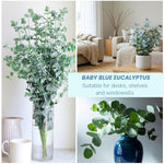 Live Eucalyptus Plant, Baby Blue Eucalyptus Tree Live Plant, Fragrant, Silver Blue Foliage, Live Eucalyptus Plants Indoor for Home and Office Decoration, 4 to 7 Inches Tall