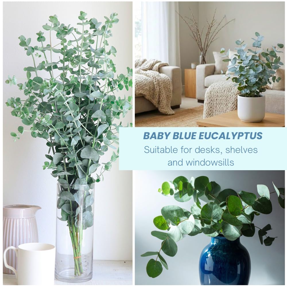Live Eucalyptus Plant, Baby Blue Eucalyptus Tree Live Plant, Fragrant, Silver Blue Foliage, Live Eucalyptus Plants Indoor for Home and Office Decoration, 4 to 7 Inches Tall