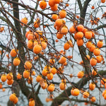 2 Persimmon Tree Live Plants Bare Roots, Live Persimmon Tree, Cold Hardy, 6-12 Inches Tall, Seedlings