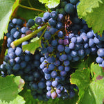10 Black Grape Cuttings for Planting, Grape Vine Plant, Sweet Fruit Garden, 6 to 8'' Tall Cuttings