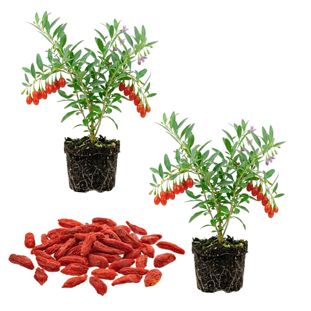 Set 2 Red Goji Berry Bush Live, 4-8 Inch Height, Goji Berry Fruit Plant for Outdoor Growing, Well Rooted, No Pot