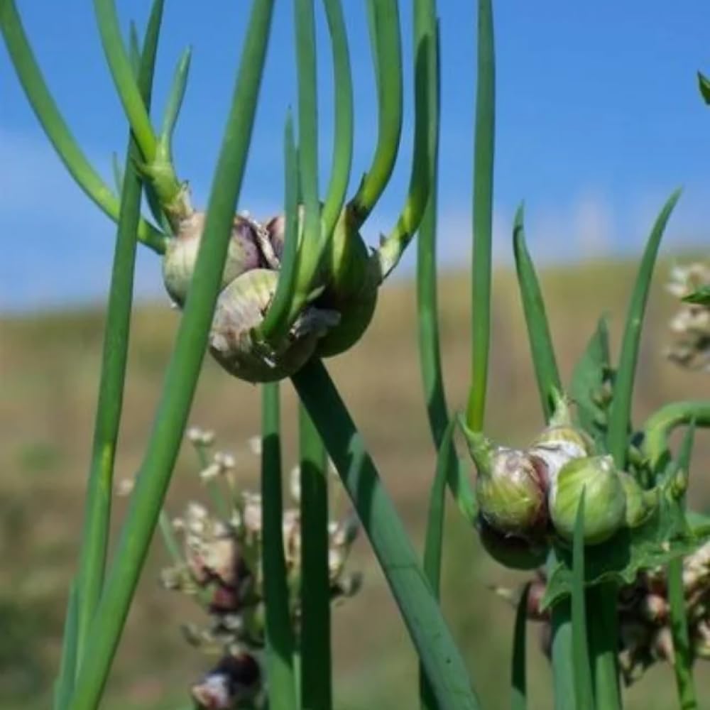 3 Egyptian Walking Onion Plants Live, Perennial Garden Onions for Outdoor Growing, Hardy in Zones 3–9