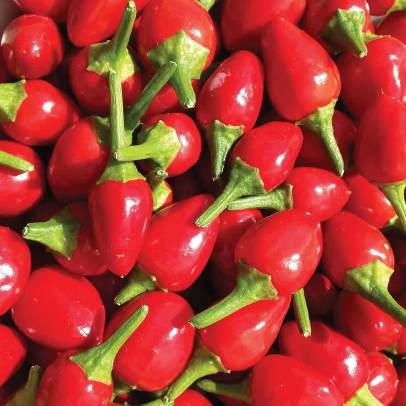 No CA, Chiltepin Pepper Live Plant, 120 Days Old Hot Chile Chiltepin Pepper Plants Live, Tepin Chili Pepper Plants, 7 to 10 Inc Tall for Growing