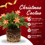 Christmas Cactus Plant, Thanksgiving Cactus in 4” Pot, Colorful Holiday Blooms, Indoor Gardens Growing (Peachy Christmas Cactus)