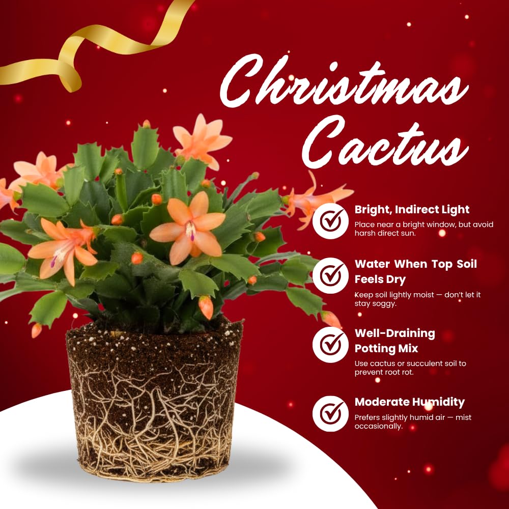 Christmas Cactus Plant, Thanksgiving Cactus in 4” Pot, Colorful Holiday Blooms, Indoor Gardens Growing (Peachy Christmas Cactus)