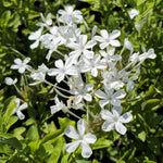 4 White Plumbago Live Plant, White Flowering Shrub, 4-7 Inches, Outdoor Garden Growing