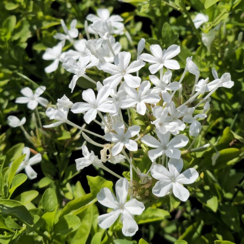 4 White Plumbago Live Plant, White Flowering Shrub, 4-7 Inches, Outdoor Garden Growing