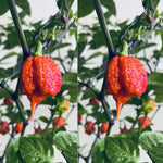 Pack 2 Pepper Plants, Hot Chili Pepper Live Plants for Growing, 80 Days Old Plants (Red Jolokia Ghost)