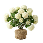 Snowball Bush Live Plant 4 Inch Pot, Snowball Viburnum Tree 6-10 Inch Tall, Flowering Shrub for Outdoor Garden and Landscape