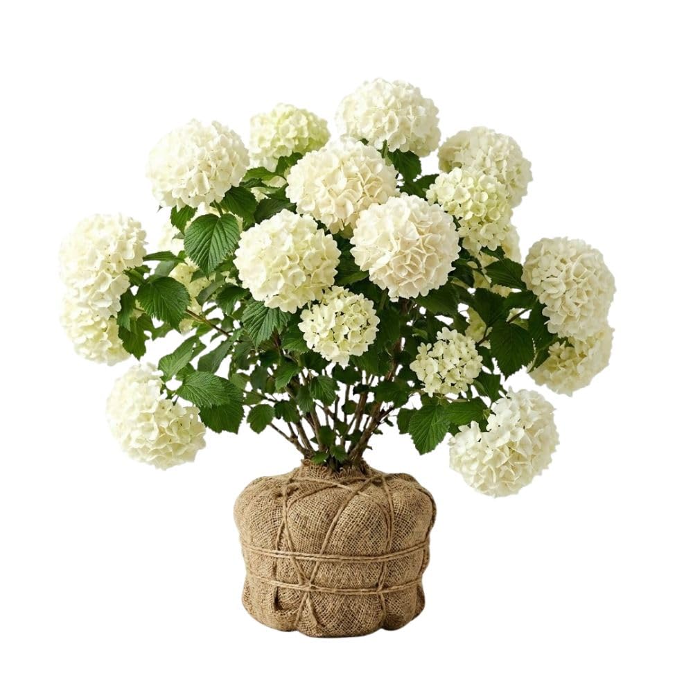 Snowball Bush Live Plant 4 Inch Pot, Snowball Viburnum Tree 6-10 Inch Tall, Flowering Shrub for Outdoor Garden and Landscape