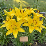 Yellow Lily Bulbs for Planting, Bright Sunny Blooms, Summer Flowering Perennial Garden Flowers, Lily Bulbs for Containers and Outdoor Garden, 4 Bulbs