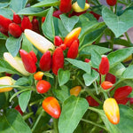 Pequin Pepper Plants Live for Planting, in 4" Pot, Hot Chili Pepper for Indoor and Outdoor Growing