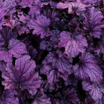 Pack 2 Live Purple Heuchera Plants, Perennial Coral Bells Purple Heuchera Shrubs Bushes Live for Growing, Heuchera Live Plants, 3 to 6 Inc Tall