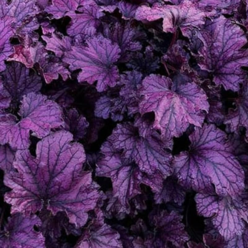 Pack 2 Live Purple Heuchera Plants, Perennial Coral Bells Purple Heuchera Shrubs Bushes Live for Growing, Heuchera Live Plants, 3 to 6 Inc Tall