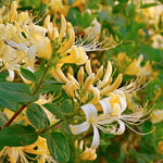 Pack 6 Cuttings White Yellow Honeysuckle Plant, 8-10" Unrooted Cutting, Flower Honeysuckle Vine Plant Cutting for Planting Outdoor Garden