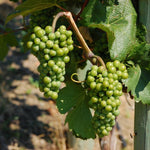 12 Sweet Green Grape Vines Cuttings 8-12'' Tall, High Yielding, Perennial Grape Vine for Growing Outdoor