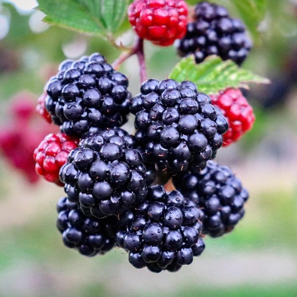 4 BlackBerry Plants Live for Planting, 5-9 Inches Height, Sweet Berry Bush Live Plant, Large Berries Plant (Triple Crown BlackBerry)