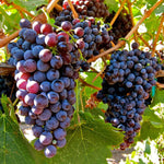 Concord Seedless Grape Vines Live Plants for Planting, 5-10" Grape Tree for Outdoor Garden, Dormant in Winter, Cold Hardy, Sweet Flavor