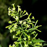 Jasmine Vine Plants Live, 2 Cestrum Nocturnum Plant, Night Blooming Jasmine Live Plant, Live Jasmine Plants Indoor, Live Jasmine Plant, Jasmine Plant Pot