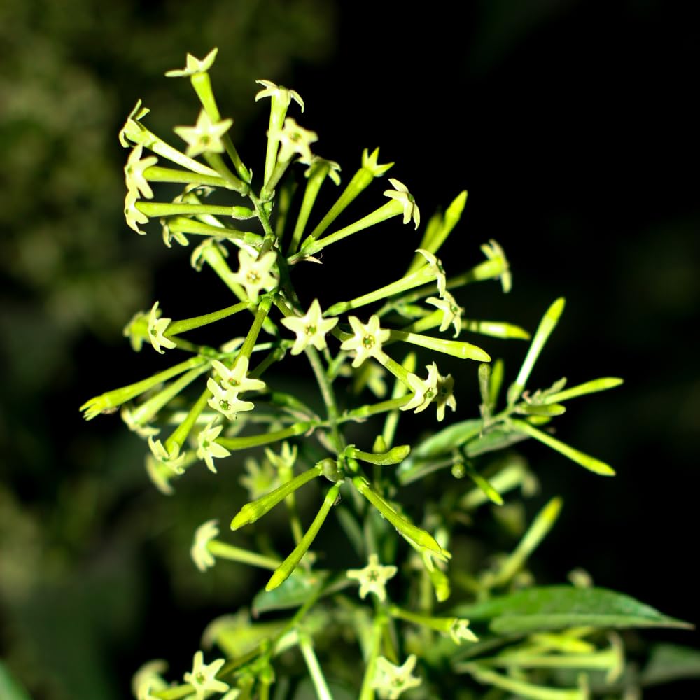 Jasmine Vine Plants Live, 2 Cestrum Nocturnum Plant, Night Blooming Jasmine Live Plant, Live Jasmine Plants Indoor, Live Jasmine Plant, Jasmine Plant Pot