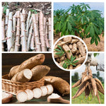 5 Cassava Yuca Cuttings, Sweet Manihot Stems, 6-8 Inch Unrooted for Planting Outdoor, Cassava Roots Plants
