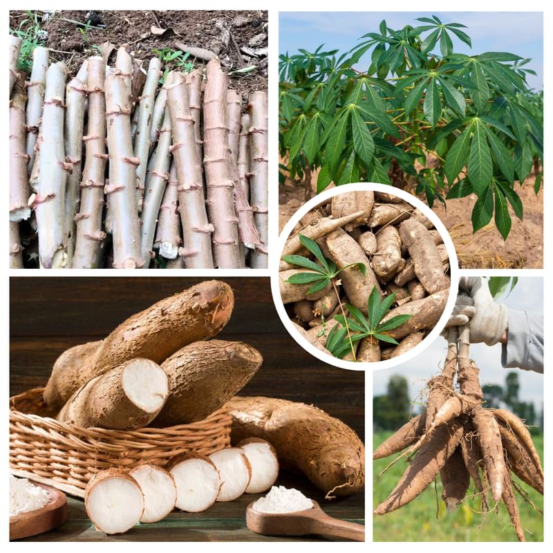 5 Cassava Yuca Cuttings, Sweet Manihot Stems, 6-8 Inch Unrooted for Planting Outdoor, Cassava Roots Plants
