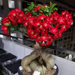 Adenium Desert Rose Plant Live, Desert Rose Live Plant, 4 to 6 Inc Tall (Red)
