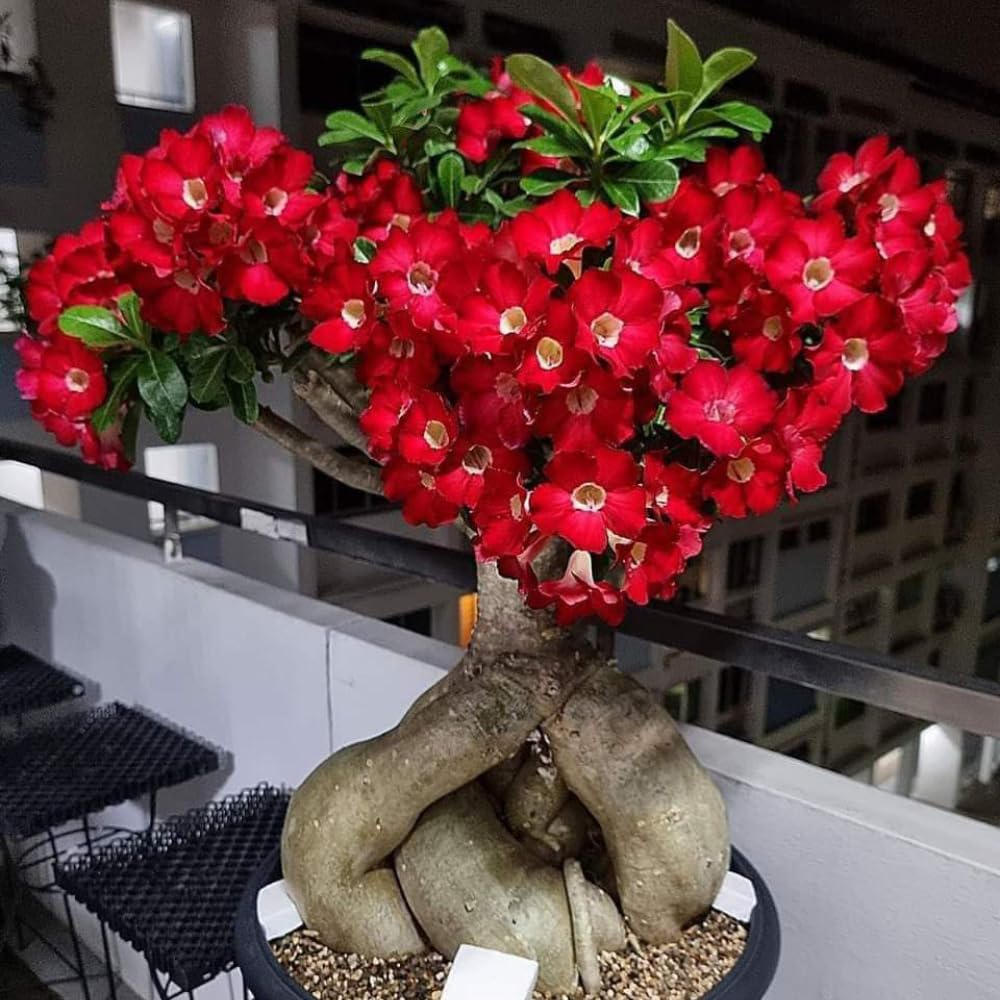 Adenium Desert Rose Plant Live, Desert Rose Live Plant, 4 to 6 Inc Tall (Red)