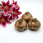 Pack of 3 Pink Lily Bulbs for Planting, Size XL, Bright Sunny Blooms, Summer Flowering Perennial Garden Flowers, Lily Bulbs for Containers and Outdoor Garden