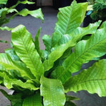 Crocodile Fern Plant Live, Live Fern Plant, Ground Cover Plant Live, 4 to 6 Inc Tall Seedling