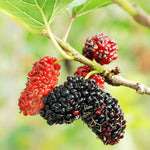 Set 2 Mulberry Trees Plants 5 to 8 Inch Height, Sweet Mulberry Plants Live for Planting, Mulberries Fruit to Grow Outdoor, No Pot (Red Mulberry)