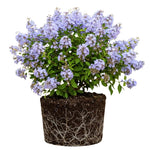 Vitex Blue Tree Live Plant, Chaste Tree, Blue Purple Flowering Vitex Shrub, 5-7 Inches Tall for Outdoor Planting