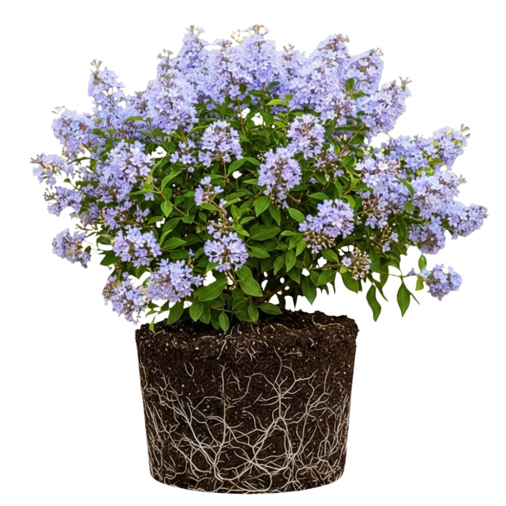 Vitex Blue Tree Live Plant, Chaste Tree, Blue Purple Flowering Vitex Shrub, 5-7 Inches Tall for Outdoor Planting