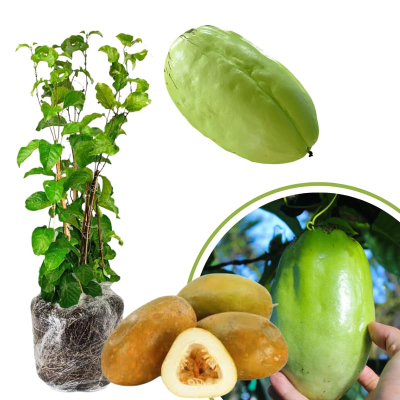 Passion Fruit Vine Plant Live, Perennial Tropical Fruit Tree for Garden or Trellis, 5-10 Inches Tall, Passionfruit Seedling