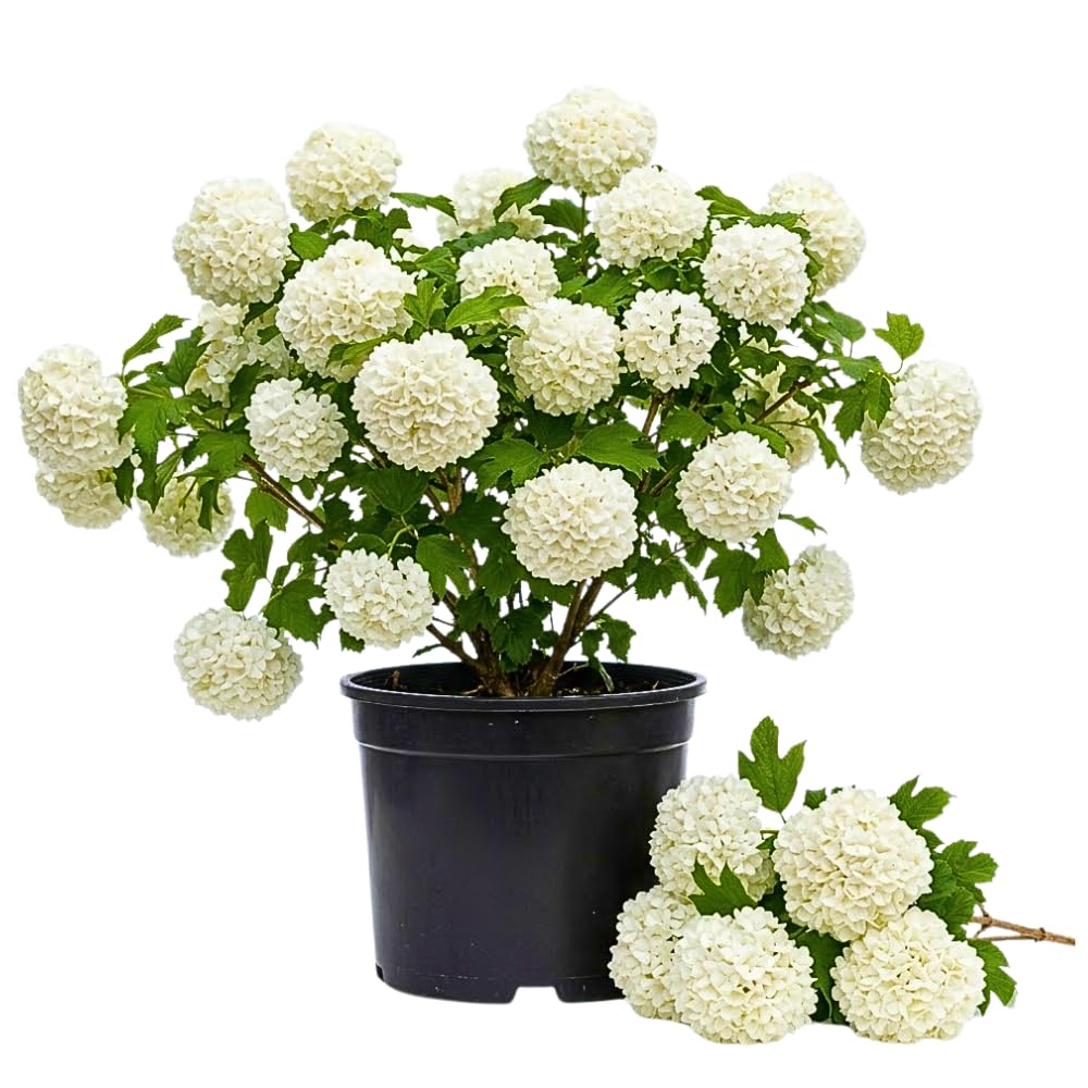 Snowball Viburnum Plant Live 10-12 Inch Tall, White Snowball Bush Live in Pot, Fragrant Flower for Outdoor Gardening