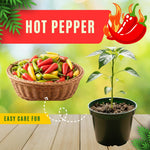 Hot Pepper Plants, 2 Pcs in Pot, Red Pepper Seedling, Pepper Plants Live for Planting, Ready for Edible Gardening, Zones 9 to 11